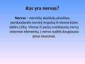 Nervų sistemos sandara 2 puslapis