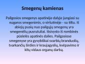 Nervų sistemos sandara 11 puslapis