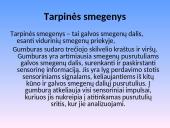 Nervų sistemos sandara 12 puslapis