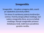 Nervų sistemos sandara 13 puslapis