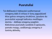 Nervų sistemos sandara 14 puslapis