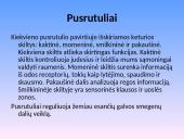 Nervų sistemos sandara 15 puslapis