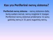 Nervų sistemos sandara 16 puslapis
