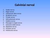 Nervų sistemos sandara 17 puslapis