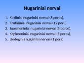 Nervų sistemos sandara 18 puslapis