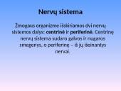 Nervų sistemos sandara 3 puslapis