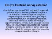 Nervų sistemos sandara 4 puslapis