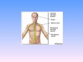 Nervų sistemos sandara 5 puslapis
