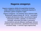 Nervų sistemos sandara 6 puslapis