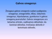 Nervų sistemos sandara 7 puslapis