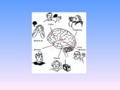 Nervų sistemos sandara 8 puslapis