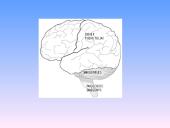 Nervų sistemos sandara 9 puslapis