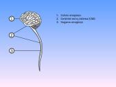 Nervų sistemos sandara 10 puslapis