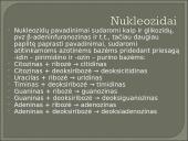 Nukleozidai ir nukleotidai 11 puslapis