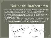 Nukleozidai ir nukleotidai 13 puslapis