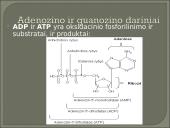 Nukleozidai ir nukleotidai 16 puslapis