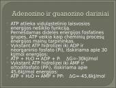 Nukleozidai ir nukleotidai 17 puslapis