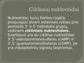 Nukleozidai ir nukleotidai 18 puslapis