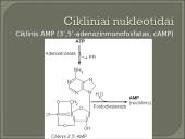 Nukleozidai ir nukleotidai 19 puslapis
