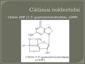 Nukleozidai ir nukleotidai 20 puslapis