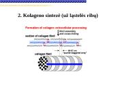 Pagrindiniai neląstelinio matrikso komponentai 11 puslapis