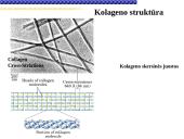 Pagrindiniai neląstelinio matrikso komponentai 15 puslapis
