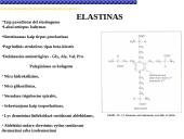 Pagrindiniai neląstelinio matrikso komponentai 20 puslapis