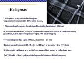 Pagrindiniai neląstelinio matrikso komponentai 3 puslapis
