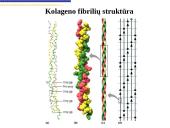 Pagrindiniai neląstelinio matrikso komponentai 4 puslapis