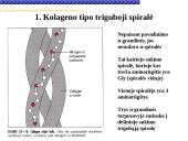 Pagrindiniai neląstelinio matrikso komponentai 5 puslapis