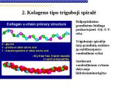 Pagrindiniai neląstelinio matrikso komponentai 6 puslapis