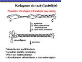 Pagrindiniai neląstelinio matrikso komponentai 9 puslapis