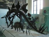 Paleontologija. Dinozaurų atsiradimas 12 puslapis