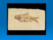 Paleontologija. Dinozaurų atsiradimas 5 puslapis