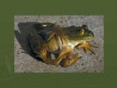 Radiacija ir jos poveikis žmogaus organizmui 11 puslapis