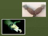 Radiacija ir jos poveikis žmogaus organizmui 18 puslapis