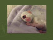 Radiacija ir jos poveikis žmogaus organizmui 10 puslapis