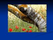 Radioaktyvių medžiagų poveikis aplinkai 14 puslapis