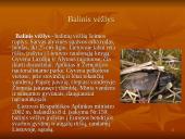 Roplių fiziologija 14 puslapis