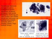 Saulės sandara 8 puslapis