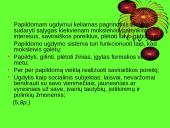 Sveikatos ugdymas per papildomą veiklą 19 puslapis