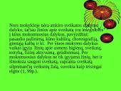 Sveikatos ugdymas per papildomą veiklą 2 puslapis