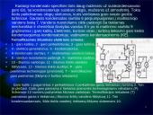 Lietuvos šiluminės elektrinės 11 puslapis