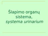 Šlapimo organų sistema, systema urinarium