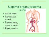 Šlapimo organų sistema, systema urinarium 2 puslapis