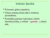 Šlapimo organų sistema, systema urinarium 11 puslapis