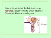 Šlapimo organų sistema, systema urinarium 14 puslapis