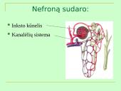 Šlapimo organų sistema, systema urinarium 15 puslapis
