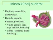 Šlapimo organų sistema, systema urinarium 16 puslapis