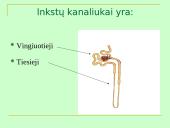 Šlapimo organų sistema, systema urinarium 17 puslapis